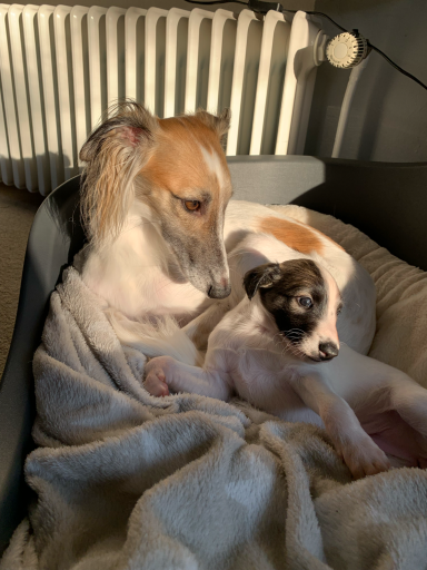 Ein erwachsener Hund liegt neben einem Welpen in einer gemütlichen Decke.