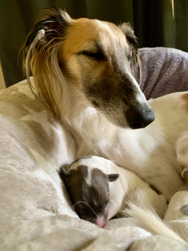 Ein Windhund liegt entspannt neben einem kleinen, schlafenden Welpen.