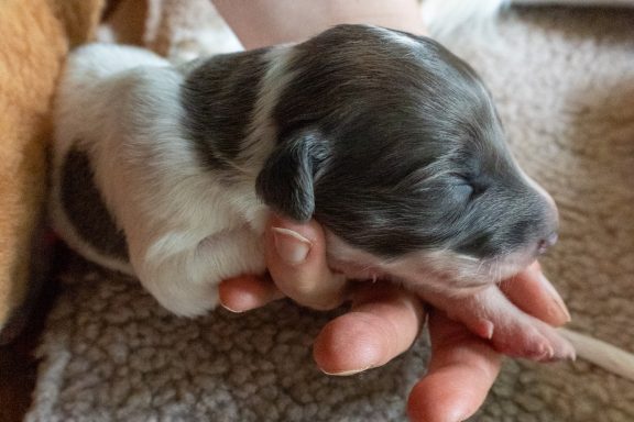 Neugeborenes Welpenbaby, das sanft in einer Hand gehalten wird.