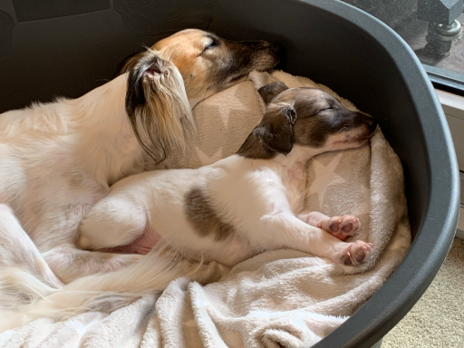 Zwei Hunde liegen entspannt zusammen in einem komfortablen Hundebett.