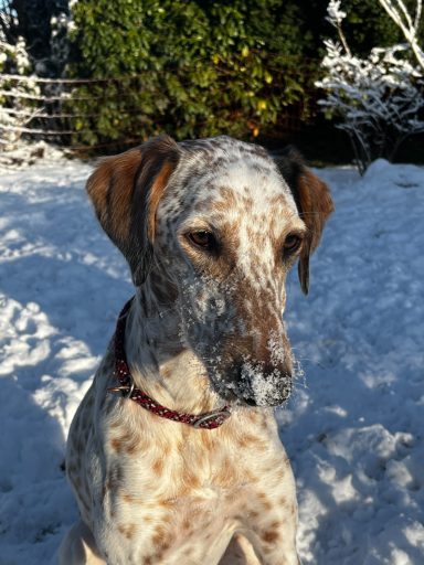 Sunny mit ihrem gesprenkeltem Fell sitzt im verschneiten Garten und hat Schnee an der Nase.