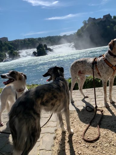 Sky, Suki und Sunny stehen am Ufer eines Wasserfalls und genießen die Aussicht.