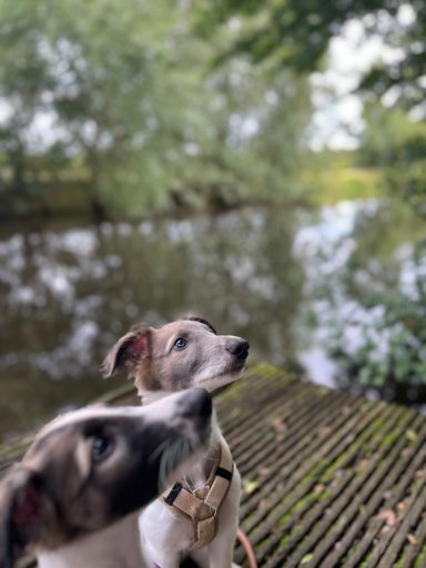 Zwei Hunde schauen aufmerksam in die Ferne, neben einem ruhigen Gewässer.