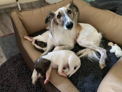 Ein großer Hund liegt neben einem kleinen Welpen in ihrem Hundebett.