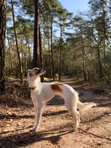 Ein Hund steht auf einem Waldweg, umgeben von Bäumen und Sonnenlicht.