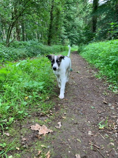 Ein Hund läuft auf einem schmalen Weg durch einen grünen Wald.