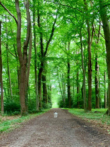 Ein schmaler Weg durch einen grünen Wald mit hohen Bäumen beidseitig.