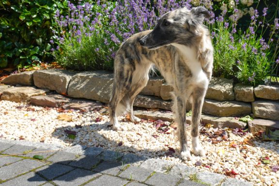 Ein gestromter Hund steht vor einer Blumenrabatte mit Lavendel.