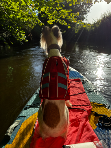 Jun 2026 Hund in Schwimmweste auf einem Boot, Blick auf einen ruhigen Wasserweg.