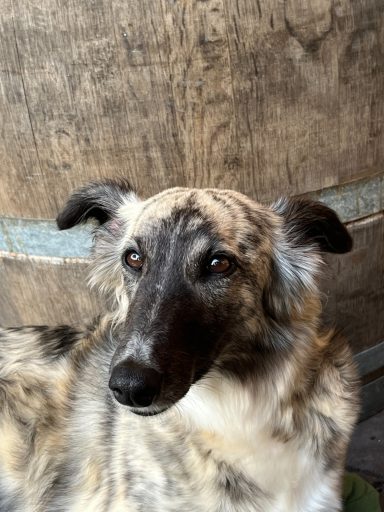 Sky mit einem neugierigen Blick vor einem Holzfass.