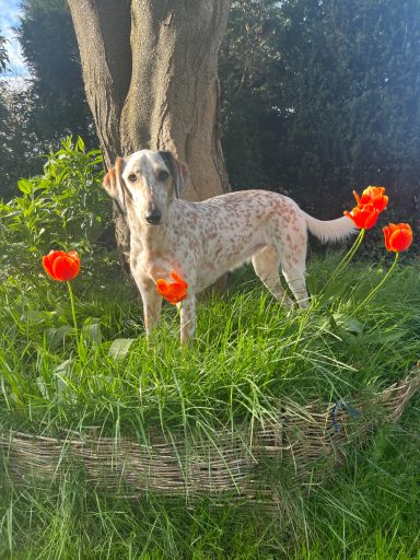 Ein Hund steht auf einer Wiese umgeben von orangefarbenen Tulpen.