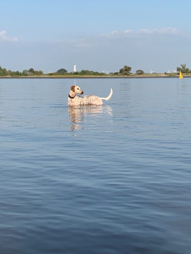 Ein Hund schwimmt im ruhigen Wasser unter blauem Himmel.