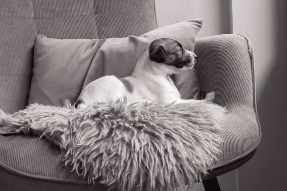 Ein kleiner Hund sitzt gemütlich auf einem Sessel mit Kissen und einer Felldecke.