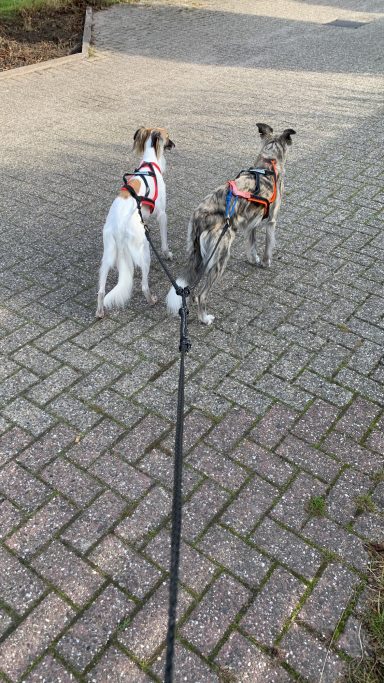 Sky und Suki mit ihren speziellen Zuggeschirren stehen an der Leine auf einem gepflasterten Weg bereit zur Abfahrt