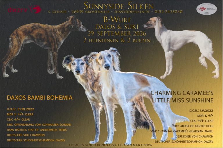 Wurfplanung Elterntiere Zwei Hunde der Rasse Silken Windsprite am Strand bei Sonnenaufgang mit Details der zu erwartenden Genetikfaktoren der Welpen.