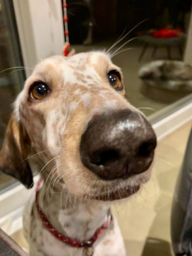 Brauner Hund mit großen Ohren und einem neugierigen Gesichtsausdruck.