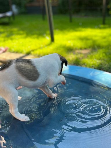 Welpe spielt mit Wasser auf einer blauen Oberfläche im Freien.