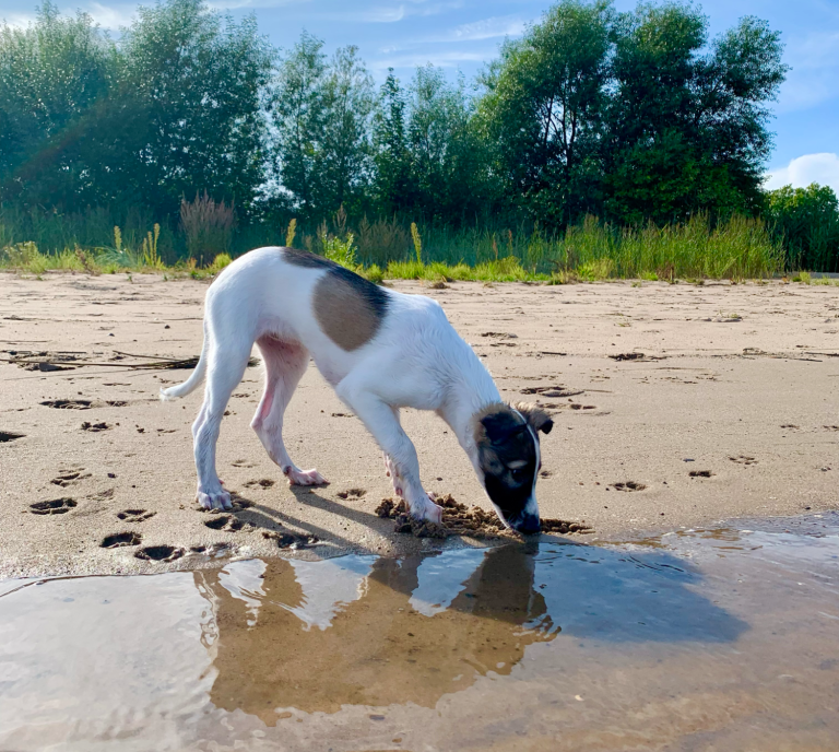 Ein Hund gräbt am Ufer eines Gewässers bei sonnigem Wetter.