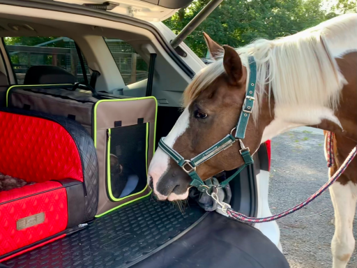 Pferd schnüffelt neugierig an einem Transportkäfig im Kofferraum eines Autos.