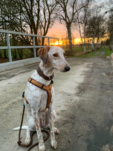 Sunny mit Geschirr sitzt an einem Weg bei Sonnenuntergang zwischen Bäumen.