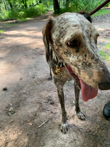 Braun-gescheckter Hund steht auf einem Wanderweg, mit heraushängender Zunge.