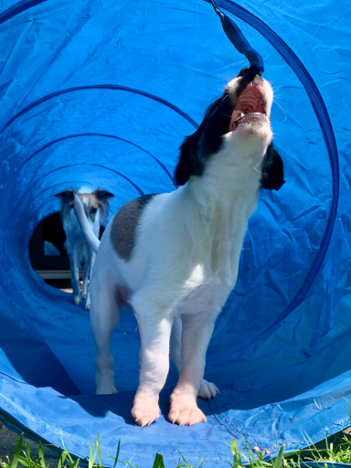 Ein Welpe spielt begeistert in einem blauen Tunnel, während ein anderer Hund im Hintergrund steht.