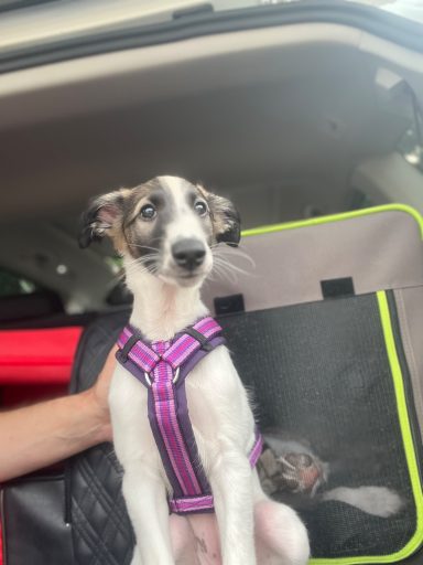 Welpe in einem pinken Geschirr sitzt in einem Auto. Hintergrund mit Tasche und Polster.