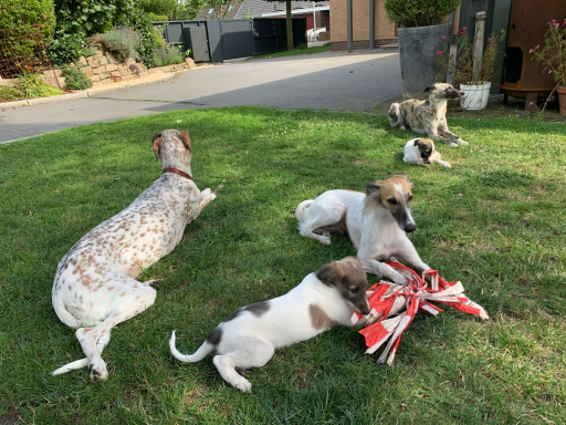 Fünf Hunde liegen entspannt auf grünem Gras, einige spielen mit einem roten Tuch.