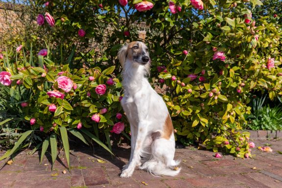Ein Hund sitzt elegant vor blühenden Rosensträuchern im Garten.