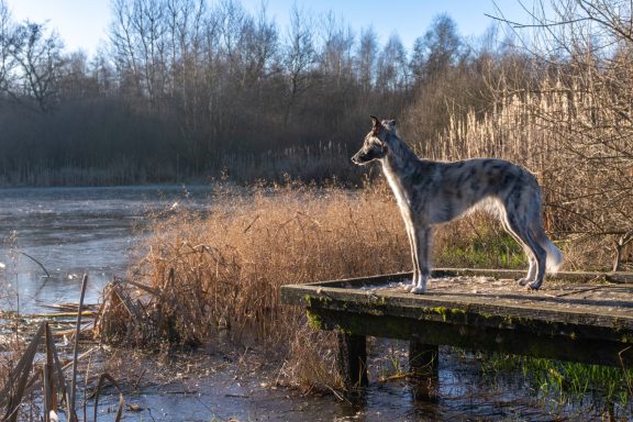 Ein Hund steht auf einem Steg und blickt über einen ruhigen Teich.