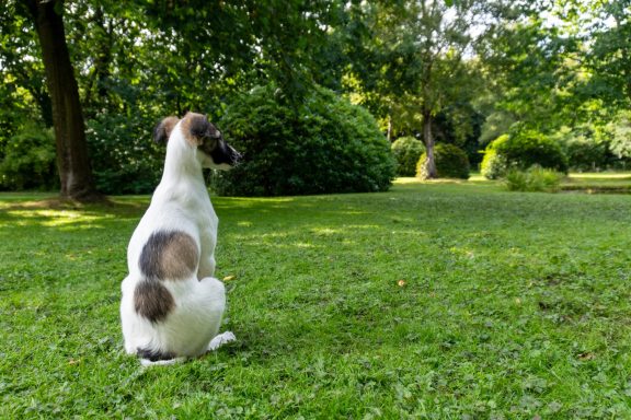 Ein Hund sitzt im grünen Garten und schaut nach vorne.
