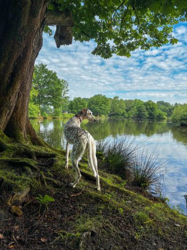 Mai 2026 Ein Hund steht am Ufer eines ruhigen Sees, umgeben von Bäumen und grünem Gras.