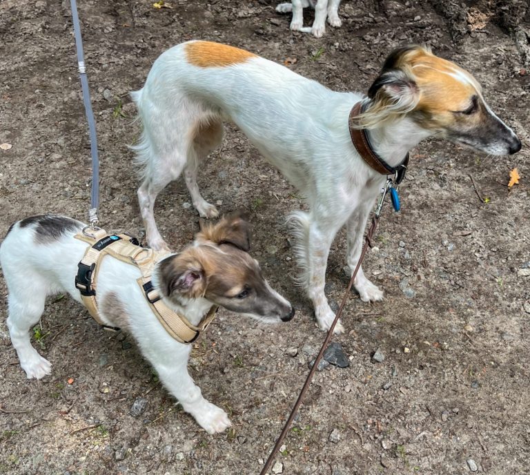 Zwei Hunde, ein großer und ein kleiner, stehen nebeneinander auf einem Weg.