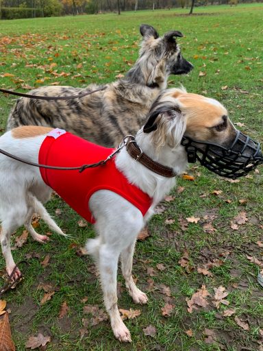 Zwei Hunde, einer in rotem Geschirr und Maulkorb, stehen auf einem herbstlichen Rasen.