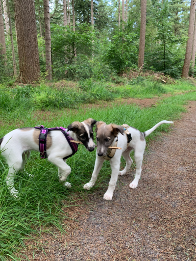 Zwei Hunde spielen auf einem Waldweg, umgeben von grüner Vegetation.