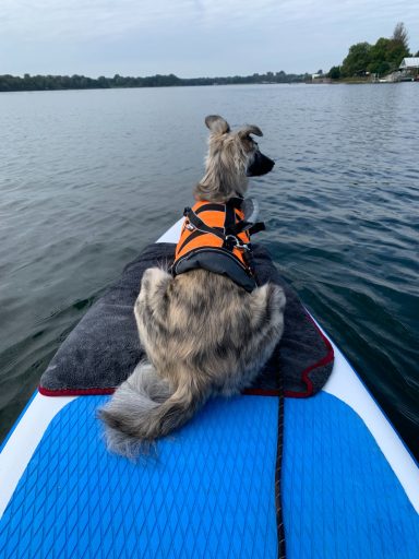 Sky mit Schwimmweste liegt auf einem Stand-Up-Paddleboard, blickt über das Wasser.