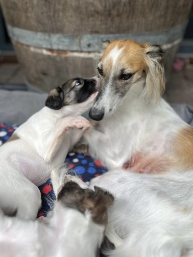 Zwei Hunde liegen zusammen, ein Welpe schmust mit einem erwachsenen Hund.