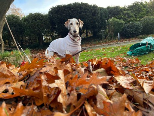 Ein weißer Hund steht auf einem bunten Laubhaufen im Garten.