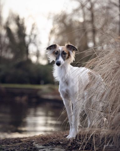 Suki ist ein weißer Hund mit braunen Flecken steht am Bad Zwischenahner Meer neben hohem Gras.