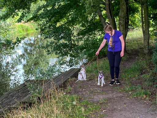 Eine Person führt zwei Hunde entlang eines Weges am Wasser, umgeben von Bäumen.