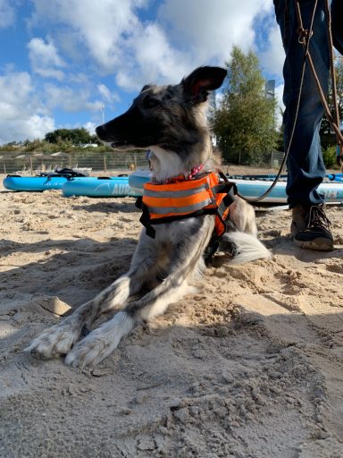 Sky hat ihre Schwimmweste an und liegt am Strand des Beach Club Nethen neben einem Menschen.