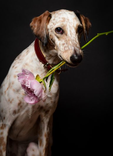 Ein Hund hält eine Blume im Maul und blickt in die Kamera.