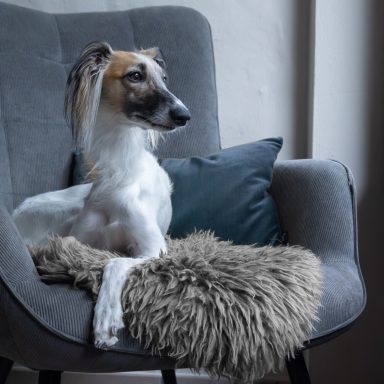 Ein schlanker Hund sitzt entspannt auf einem grauen Sessel mit einem Kissen.