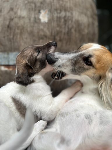 Ein Welpe spielt verspielt mit einem großen Hund. Beide wirken freundlich und glücklich.