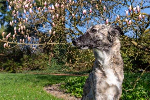 Grauer Hund im Profil vor blühendem Magnolienbaum.