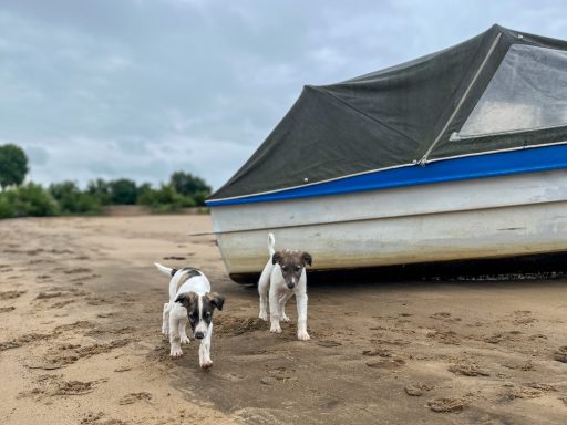 Zwei Welpen laufen am Strand neben einem Boot entlang.