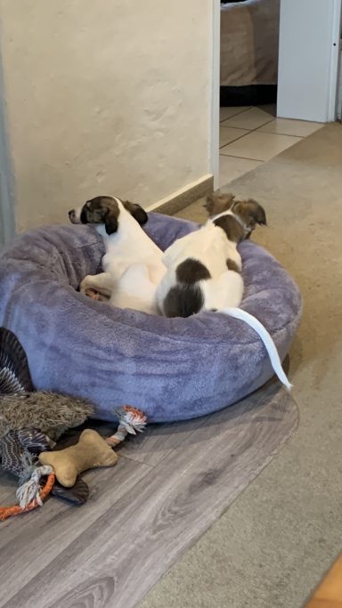 Zwei Hunde liegen in einem grauen Hundebett auf einem Bodenbelag.