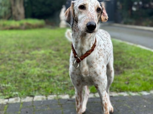 Helle, gefleckte Hündin steht auf einer Grünfläche, mit einem freundlichen Blick.