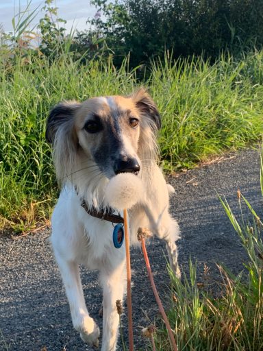 Ein Hund auf einem Weg, umgeben von hohem Gras, mit einer Pusteblume vor dem Gesicht.