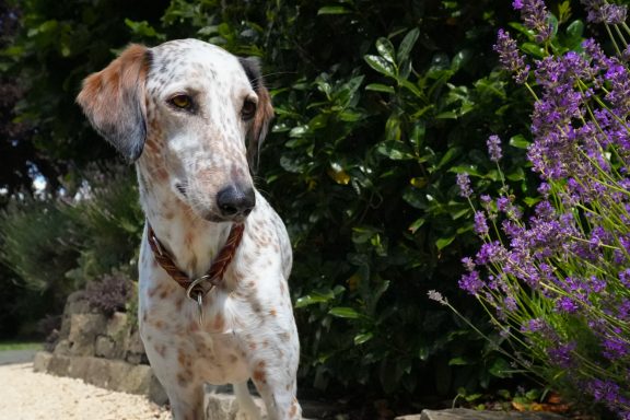 Ein gefleckter Hund steht neben lila Blumen in einem Garten.